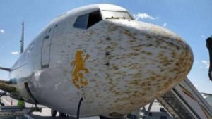 Locusts pose hurdles at IAF base – Indian Defence Research Wing