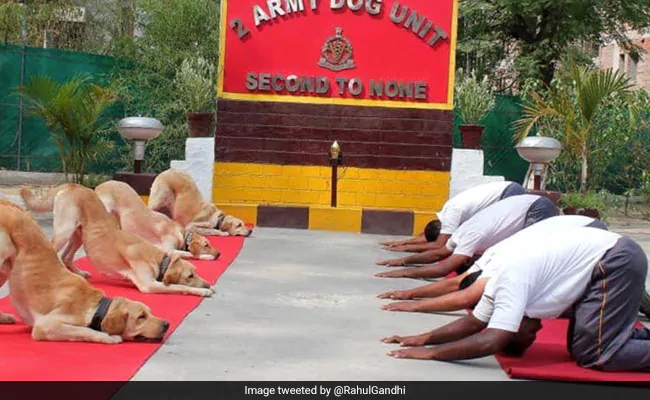 Army Dogs Vida, Sophie Awarded “Commendation Cards” On Independence Day – Indian Defence Research Wing
