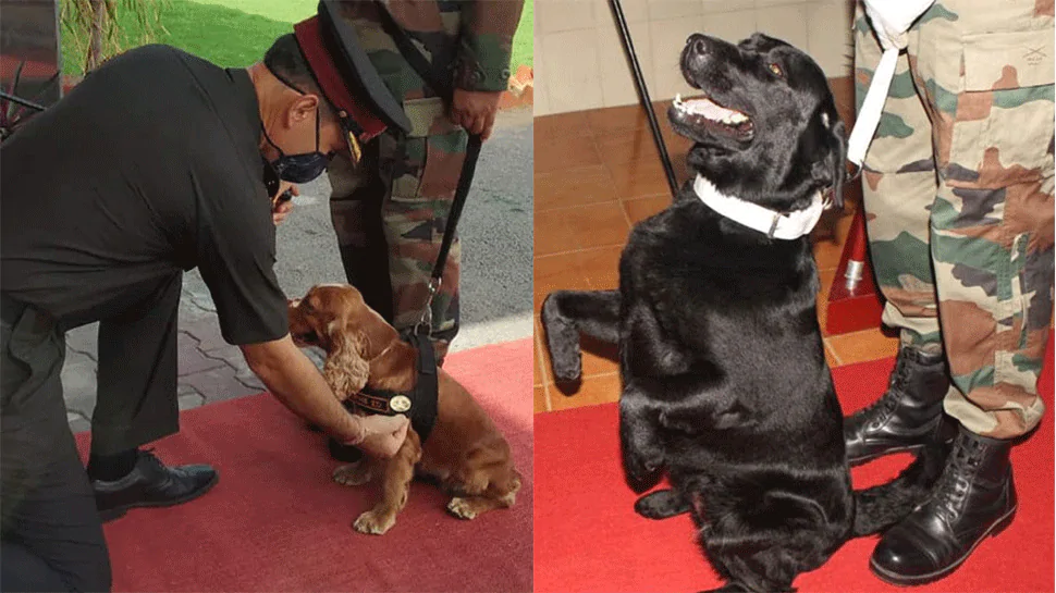 Here’s what the brave army dogs did for country – Indian Defence Research Wing