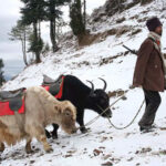 Chinese soldier was searching for YAK on India’s border ? – Indian Defence Research Wing