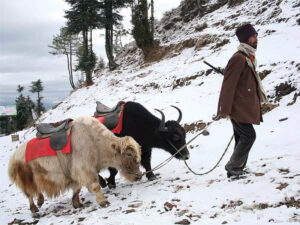 Chinese soldier was searching for YAK on India’s border ? – Indian Defence Research Wing