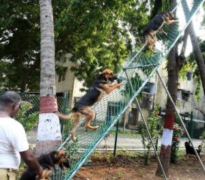 Five cross-breed dogs, trained in Chennai, to join RPF in Kashmir – Indian Defence Research Wing