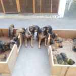 ITBP gets 17 new warriors for its K9 squad as two dog moms give birth in Panchkula, Haryana. – Indian Defence Research Wing
